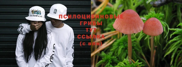 прущие грибы Лихославль